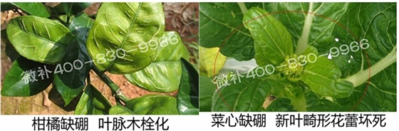春季作物為什么需要大量用硼肥？