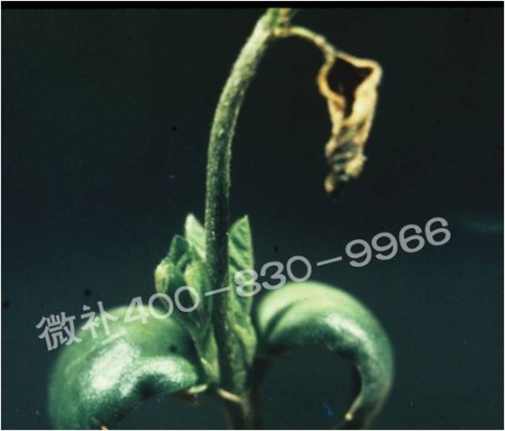 莖尖枯死，到底是缺硼還是缺鈣？