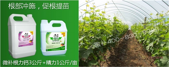 葡萄萌芽期如何預(yù)防倒春寒？