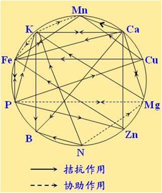 原料型鉀肥和鎂肥為什么會(huì)發(fā)生拮抗？
