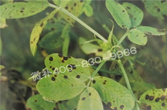 花生缺鉀與花生葉斑病有什么區(qū)別？
