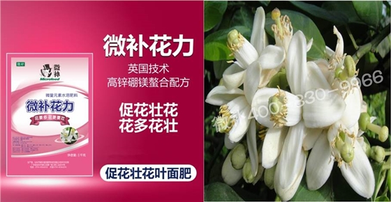 蜜柚促花壯花除了補磷還需要補硼鋅？