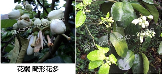 蜜柚促花壯花除了補磷還需要補硼鋅？