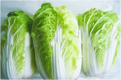 #微肥課堂#白菜類蔬菜對哪些營養(yǎng)元素敏感？