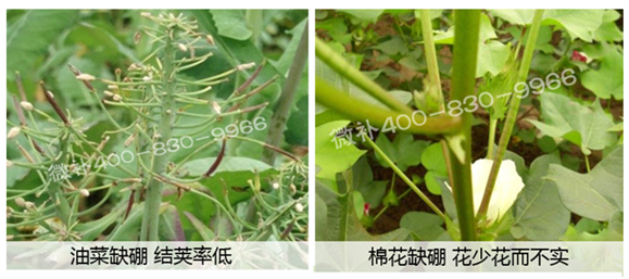 春季作物為什么需要大量用硼肥？