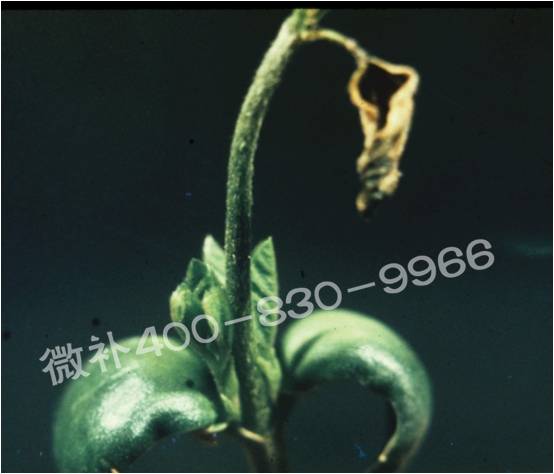 莖尖枯死，到底是缺硼還是缺鈣？