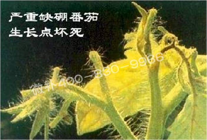 莖尖枯死，到底是缺硼還是缺鈣？