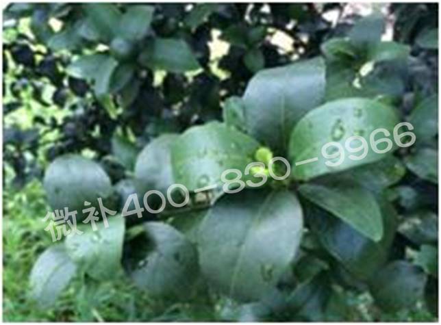 柑橘春梢弱，難抽發(fā)，到底是什么原因？