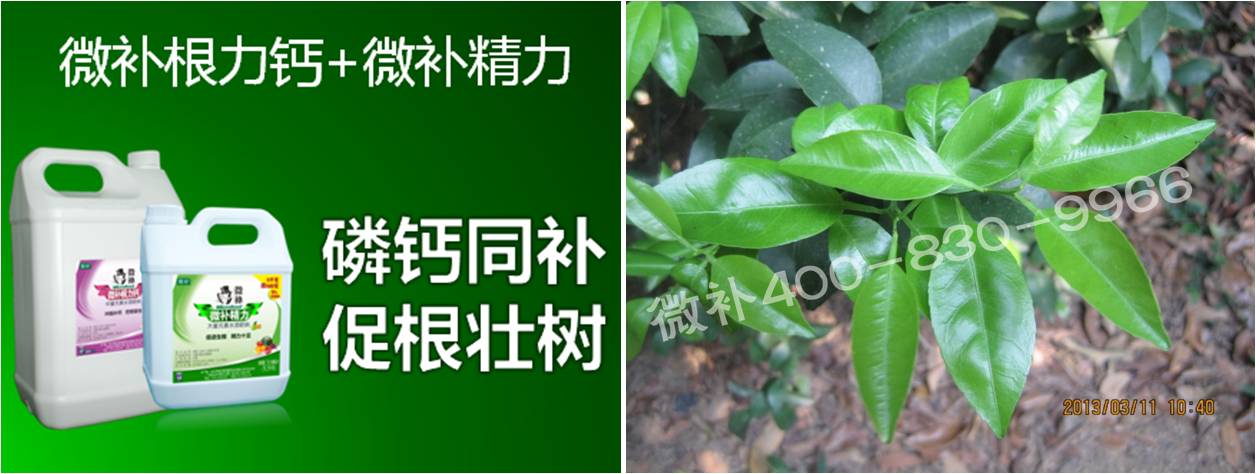 柑橘春梢弱，難抽發(fā)，到底是什么原因？