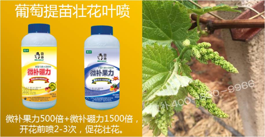 葡萄萌芽期如何預防倒春寒？