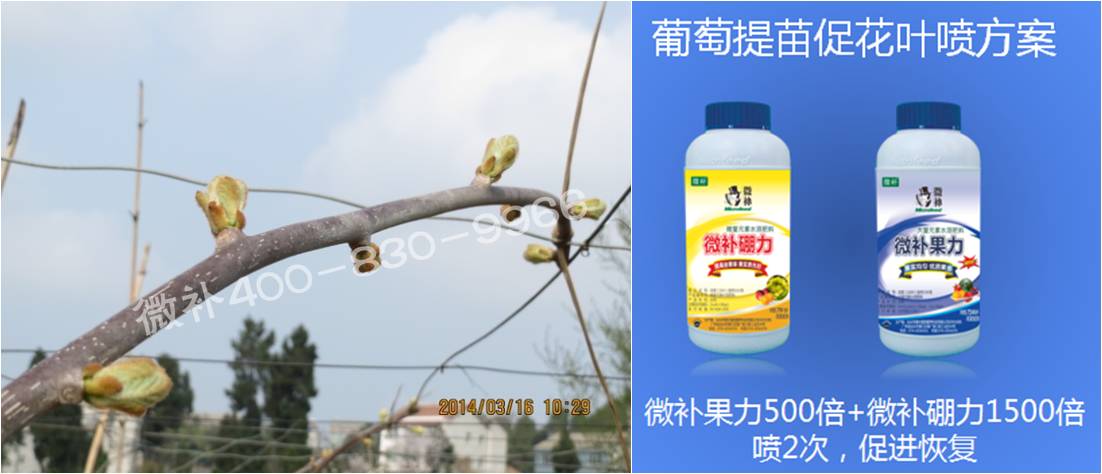 獼猴桃萌芽期如何施肥，才能促進(jìn)萌芽齊、萌芽壯？
