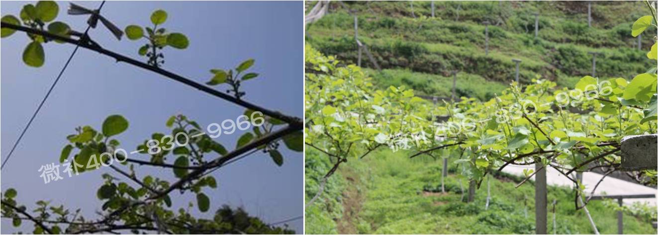 獼猴桃萌芽期如何施肥，才能促進(jìn)萌芽齊、萌芽壯？