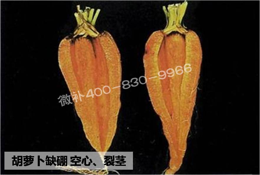 大田作物缺硼，就用高生物活性海藻液體硼，補(bǔ)硼更有效！