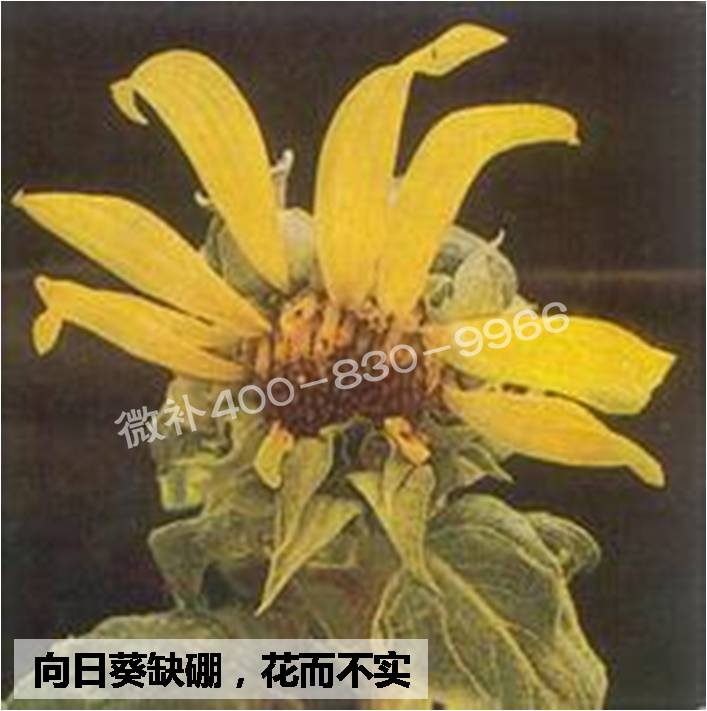 大田作物缺硼，就用高生物活性海藻液體硼，補(bǔ)硼更有效！