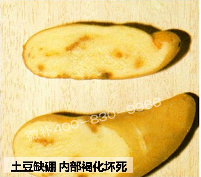 大田作物缺硼，就用高生物活性海藻液體硼，補(bǔ)硼更有效！