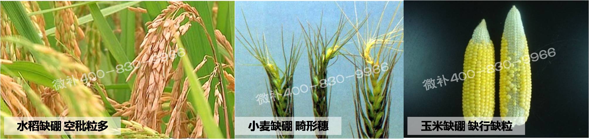 大田作物缺硼，就用高生物活性海藻液體硼，補(bǔ)硼更有效！