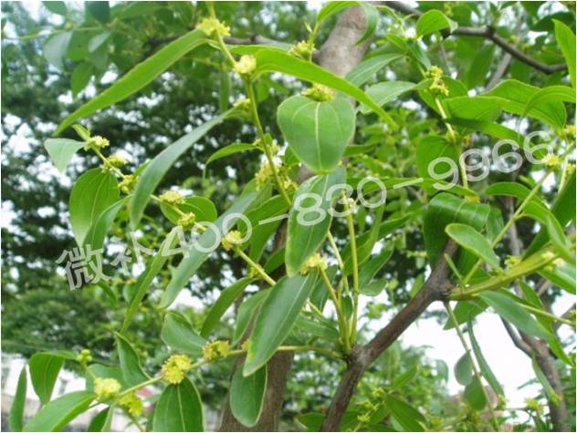 冬棗萌芽后黃葉是缺鐵嗎？