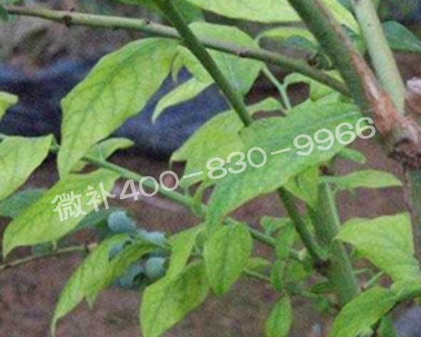 藍莓黃葉是缺素還是病害？