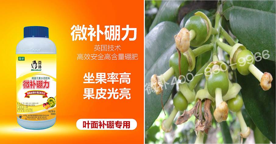 蜜柚促花壯花除了補(bǔ)磷還需要補(bǔ)硼鋅？