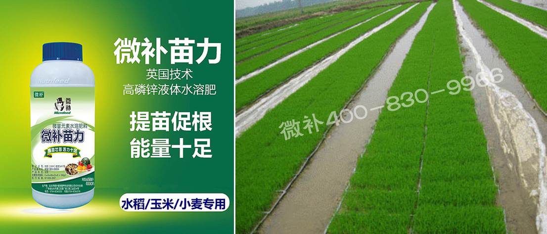 水稻黃秧、爛秧怎么辦？