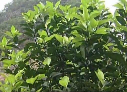 柑橘淋沖微補鈣肥，促根預(yù)防黃樹，樹壯保果品質(zhì)好