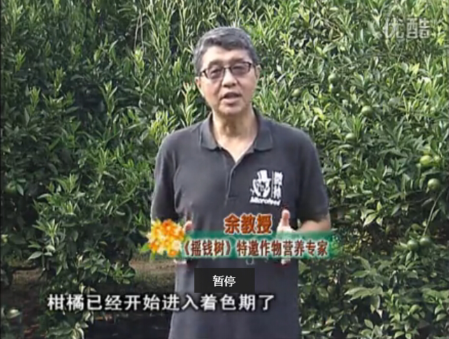 20150928珠江臺搖錢樹：如何提高柑橘硬度？預(yù)防減少浮皮霜凍果