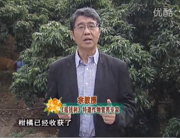 20160104珠江臺搖錢樹：防治柑橘黃樹、減少采后弱樹 撒微補倍力、噴碧力+壯力