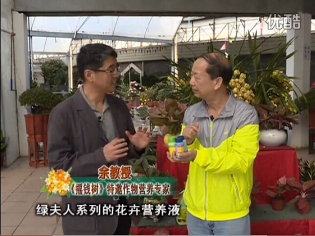 20160111珠江臺(tái)搖錢樹：家庭盆栽花卉黃葉又難養(yǎng)？用綠夫人，枝繁葉茂、花多花艷