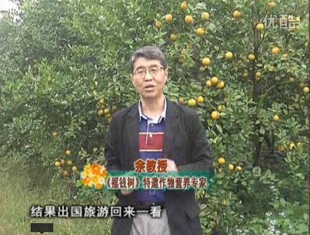 20160111珠江臺搖錢樹：貢柑大場樹弱黃葉，今年樹勢大翻身果靚還高價！