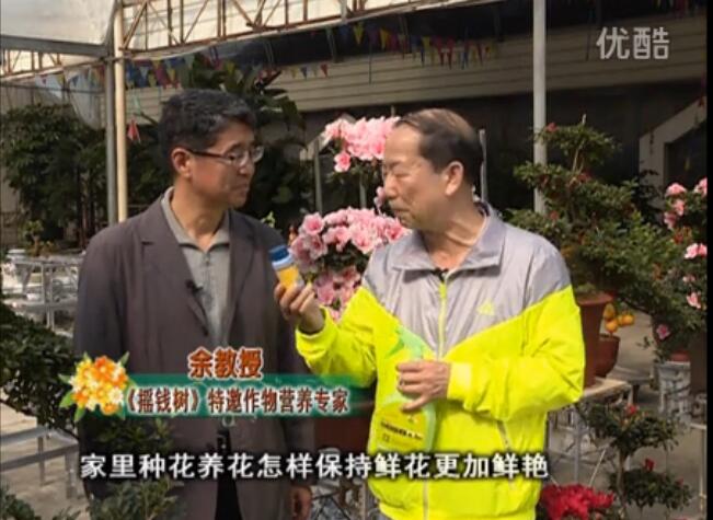 20160118珠江臺(tái)搖錢樹：家庭花卉用綠夫人600度鮮花營養(yǎng)液，花開鮮艷、花期長