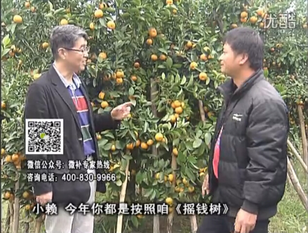 20160125珠江臺搖錢樹：如何解決柑橘兩大問題：黃樹和果品質(zhì)差？