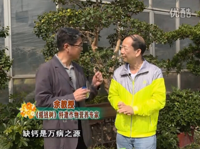 20160125珠江臺(tái)搖錢樹：家庭盆栽花卉噴綠夫人160度補(bǔ)鈣抗病液，長勢精神、抗病好