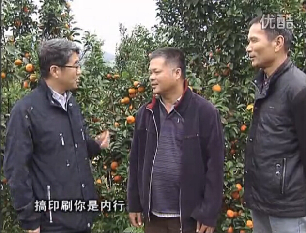 20160201珠江臺搖錢樹：開印刷廠改行種柑橘，保樹靚今年還高產(chǎn)？