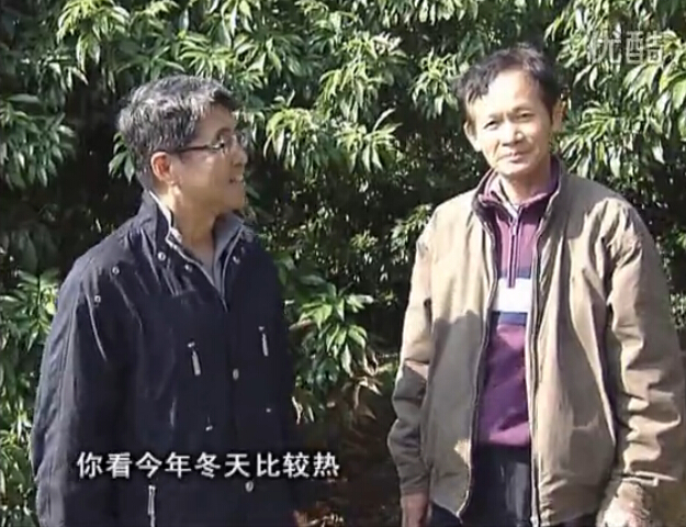 20160201珠江臺(tái)搖錢樹：暖冬荔枝易沖梢，如何促花壯花好？看微補(bǔ)