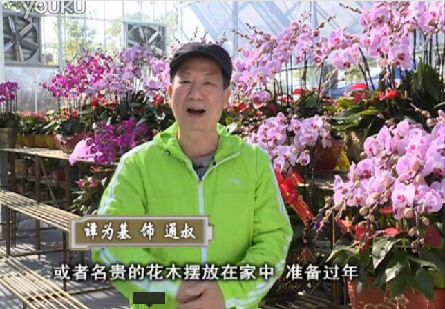 20160201珠江臺(tái)搖錢樹：新春家養(yǎng)花卉、盆栽，如何養(yǎng)護(hù)葉子、鮮花、果子保鮮更長？