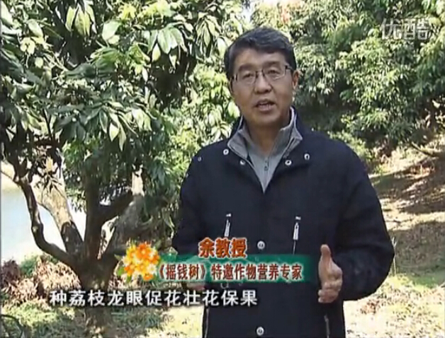 20160215珠江臺(tái)搖錢樹：龍眼撒微補(bǔ)倍力、噴花力+碧力，補(bǔ)鈣鎂鋅硼保葉壯花