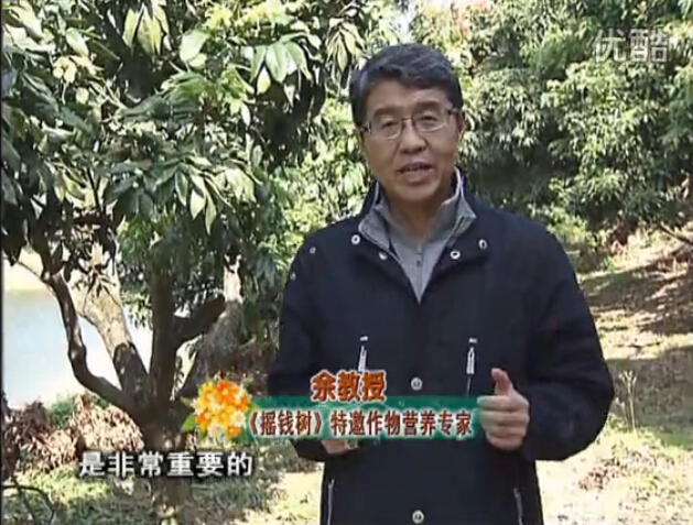 20160215珠江臺(tái)搖錢樹：名貴花木盆景，用綠夫人系列保葉、花靚、又抗病