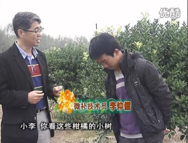 20160215珠江臺搖錢樹：柑橘小樹頭年掛果撒微補倍力、噴花力+碧力，壯樹促花好