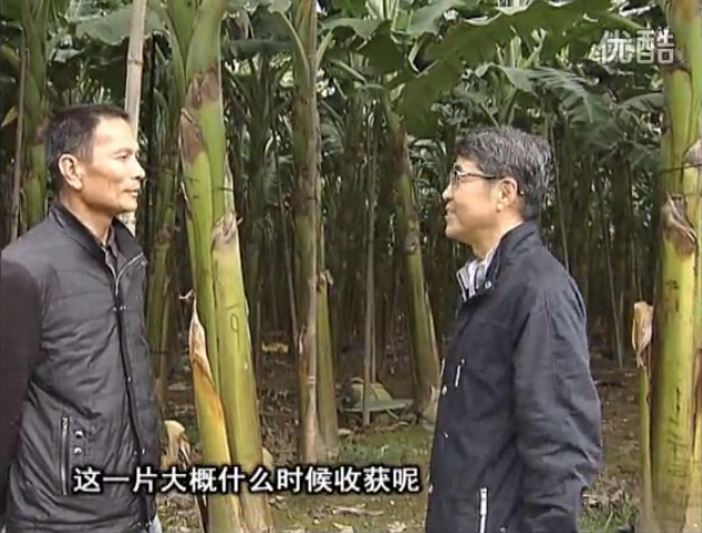 20160222珠江臺(tái)搖錢樹：粉蕉用微補(bǔ)方案，抽蕉好、葉干邊爛頭少