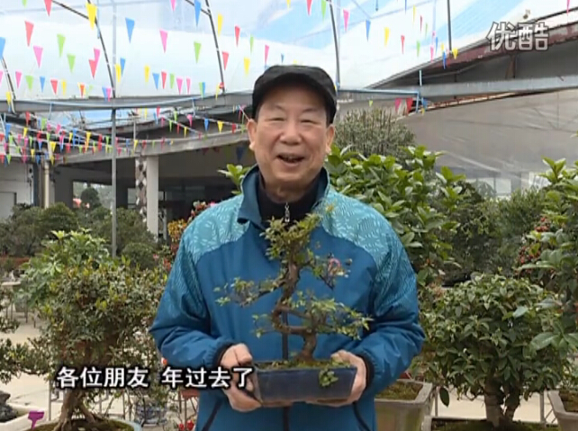 20160229珠江臺(tái)搖錢樹：盆景換盆養(yǎng)護(hù)，用綠夫人營養(yǎng)液恢復(fù)生機(jī)