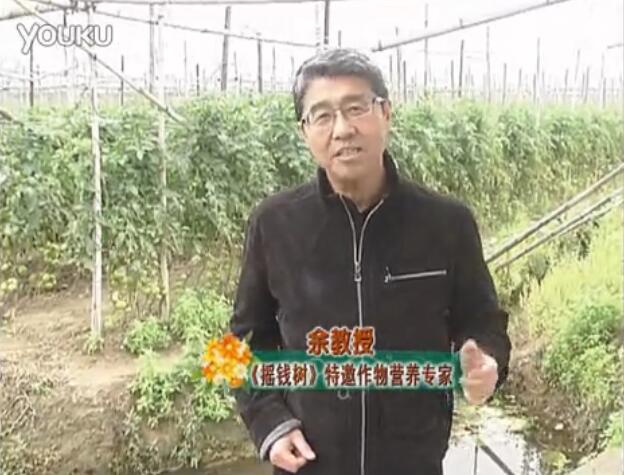 20160307珠江臺(tái)搖錢樹：天冷蔬菜有價(jià)卻無(wú)產(chǎn)？用微補(bǔ)方案苗壯保葉有產(chǎn)！