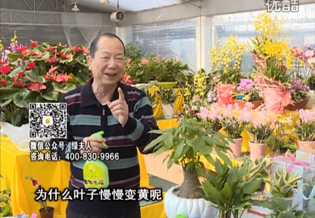 20160307珠江臺(tái)搖錢樹：陰生植物也不好種，黃葉多長(zhǎng)勢(shì)弱？用綠夫人來(lái)呵護(hù)