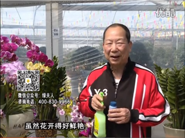 20160314珠江臺(tái)搖錢樹：家種鮮花、鮮切花，用綠夫人600度鮮花液保花艷、花期長(zhǎng)