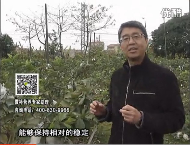 20160328珠江臺(tái)搖錢樹：番石榴淋沖微補(bǔ)根力鈣+微補(bǔ)精力，凍后恢復(fù)長勢、促進(jìn)開花坐果