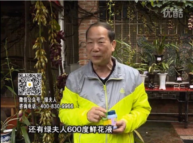 20160404珠江臺(tái)搖錢樹：養(yǎng)禾雀花等盆栽，用綠夫人營(yíng)養(yǎng)液養(yǎng)得好又增色