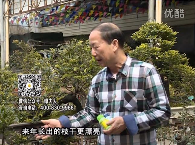 通叔親自體驗(yàn)，盆景凍后用綠夫人營(yíng)養(yǎng)液抽芽恢復(fù)好