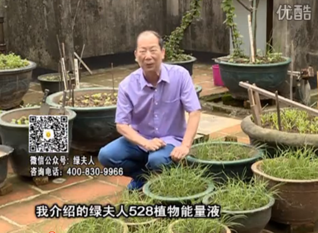 20160509珠江臺(tái)搖錢樹：天臺(tái)種葉菜用綠夫人營(yíng)養(yǎng)液，抗病好、長(zhǎng)勢(shì)綠