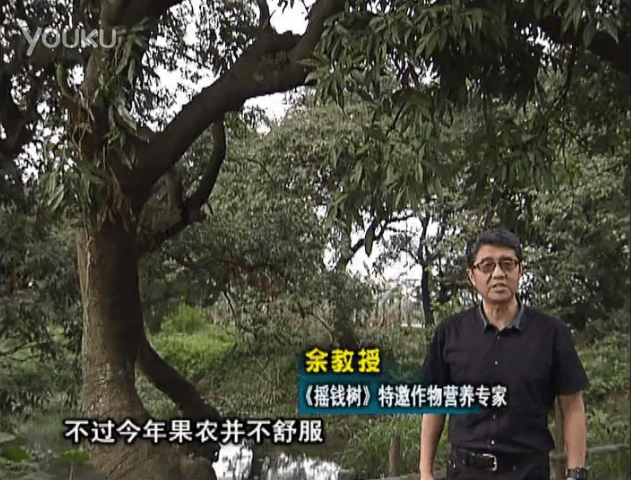 20160523珠江臺(tái)搖錢樹：荔枝龍眼用微補(bǔ)方案，膨果好、果硬有品質(zhì)，保樹綠