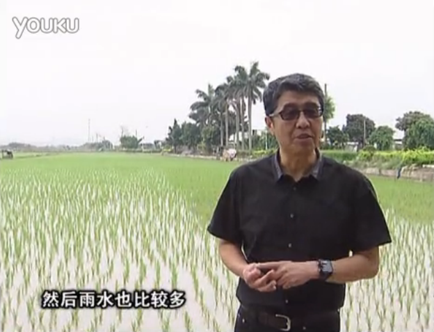 20160530珠江臺搖錢樹：水稻、甘蔗用微補方案，促根壯長勢，提高收益