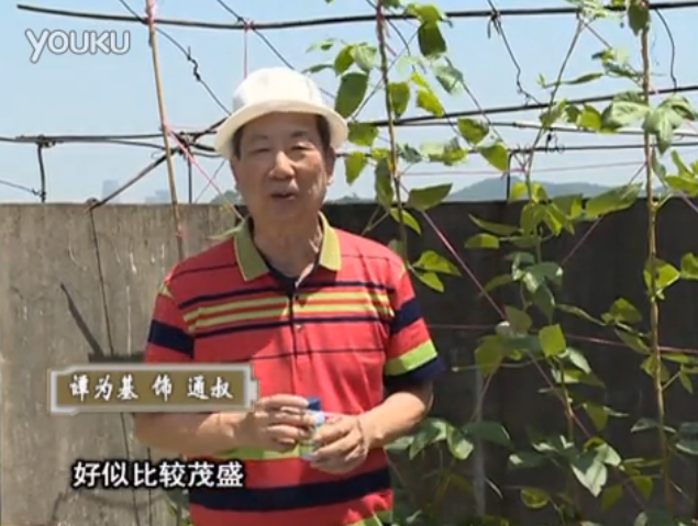 20160530珠江臺(tái)搖錢樹：天臺(tái)種豆角用綠夫人160度補(bǔ)鈣抗病液，長(zhǎng)勢(shì)壯，幫助開花坐果